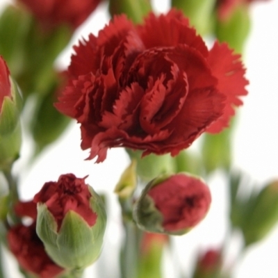 DIANTHUS TR CAYENNE