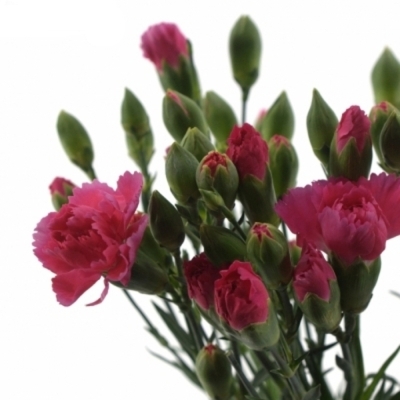 DIANTHUS TR CELINE