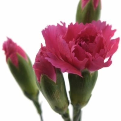 DIANTHUS TR CELINE