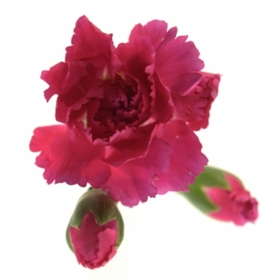 DIANTHUS TR CELINE