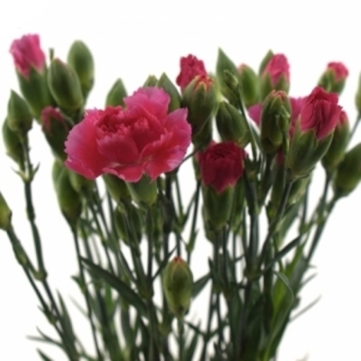 DIANTHUS TR CELINE