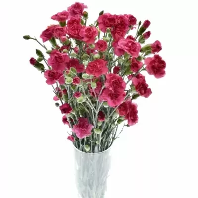 DIANTHUS TR CERISE AMELIE 60cm/4+