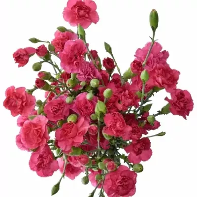 DIANTHUS TR CERISE AMELIE 60cm/4+