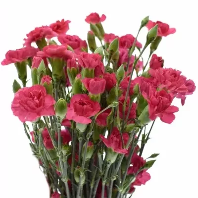 DIANTHUS TR CERISE AMELIE 60cm/4+