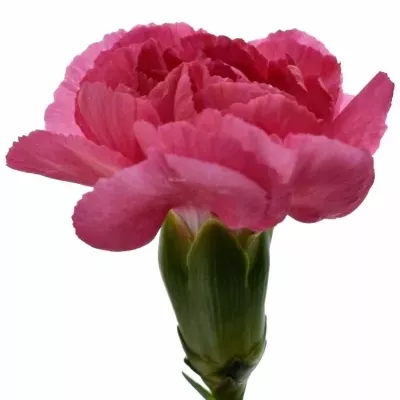 DIANTHUS TR CERISE AMELIE 60cm/4+