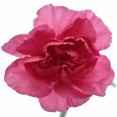 DIANTHUS TR CERISE AMELIE 60cm/4+