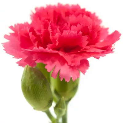 DIANTHUS TR CERISE ROSELLA