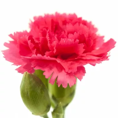 DIANTHUS TR CERISE ROSELLA