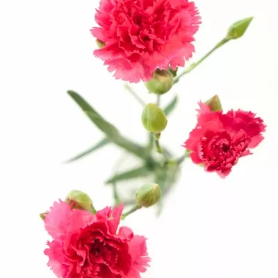 DIANTHUS TR CERISE ROSELLA