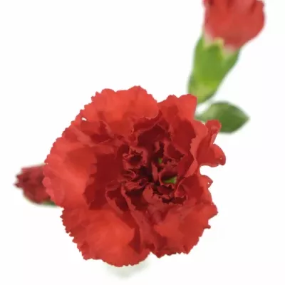 DIANTHUS TR ELSY