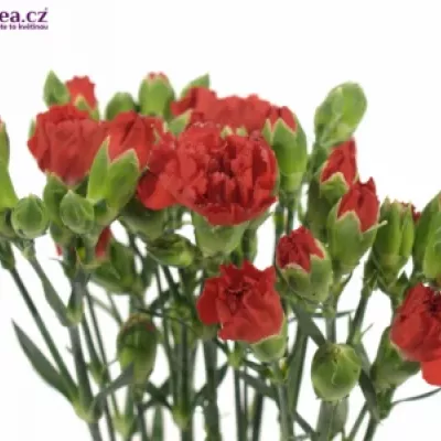 DIANTHUS TR ELSY