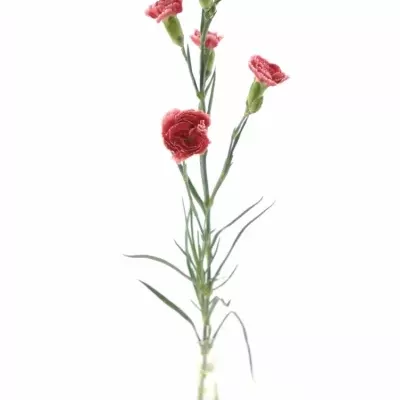 DIANTHUS TR GALAXIA