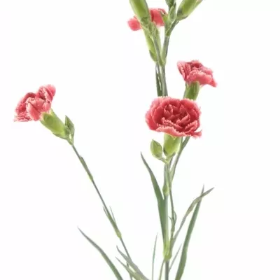 DIANTHUS TR GALAXIA