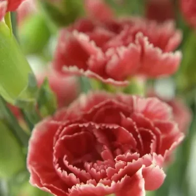 DIANTHUS TR GALAXIA