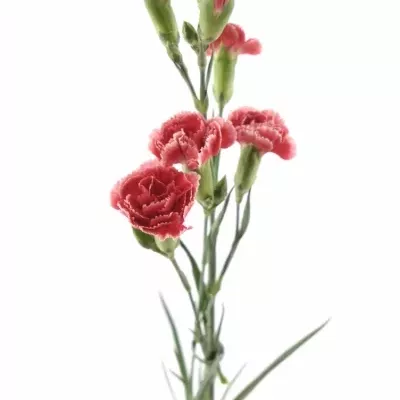 DIANTHUS TR GALAXIA