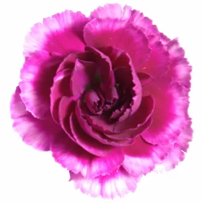 Dianthus TR HOT PINK Tessin 60cm / 6 +