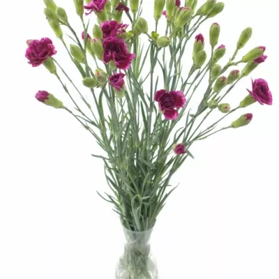 Dianthus TR HOT PINK Tessin 60cm / 6 +