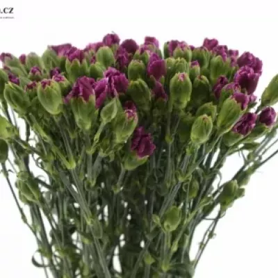 DIANTHUS TR LIN