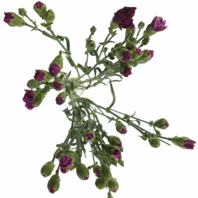 DIANTHUS TR LIN