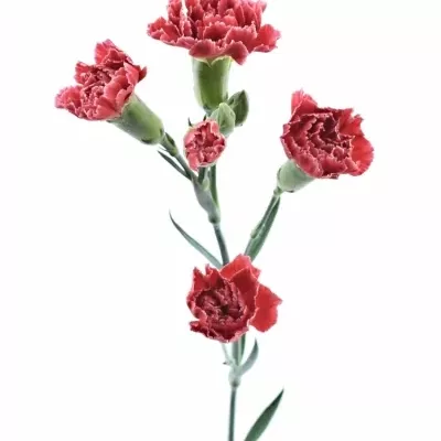 DIANTHUS TR MINUETTO 60cm/4+