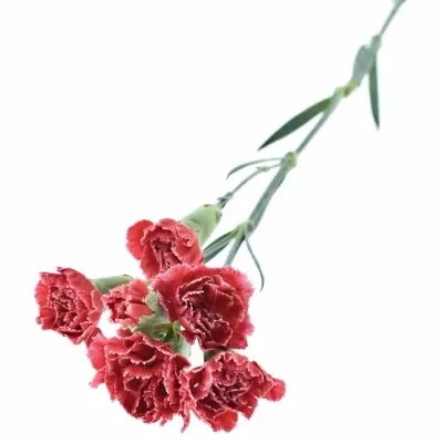 DIANTHUS TR MINUETTO 60cm/4+