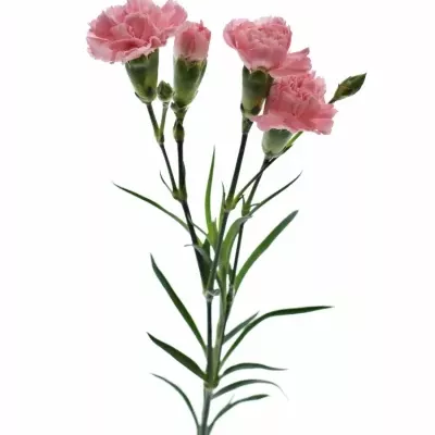 DIANTHUS TR MONTANA 