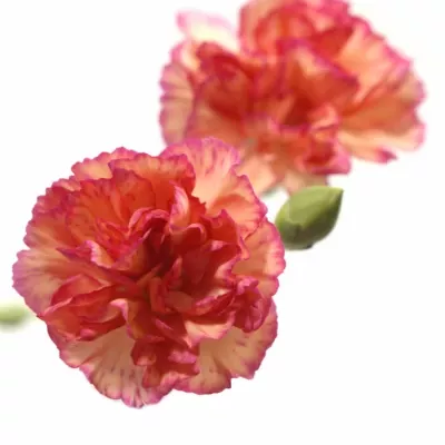 DIANTHUS TR NICETO