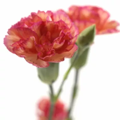 DIANTHUS TR NICETO