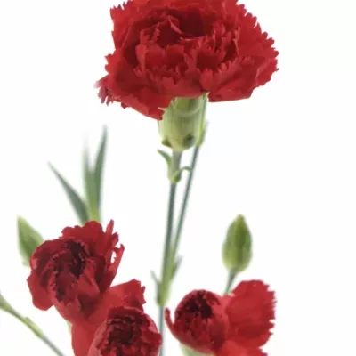 DIANTHUS TR OPTIMA 60cm/4+