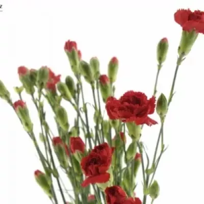 DIANTHUS TR OPTIMA 60cm/4+