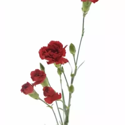 DIANTHUS TR OPTIMA 60cm/4+