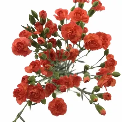 DIANTHUS TR ORANGE AMELIE 60cm/6+