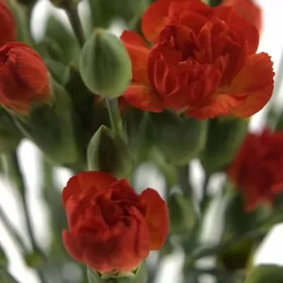 DIANTHUS TR ORANGE LIMBO 