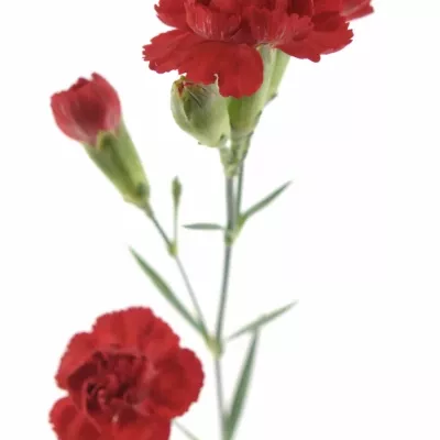 Dianthus TR Piaffa 60cm / 4 +