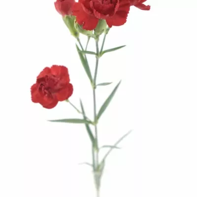 Dianthus TR Piaffa 60cm / 4 +