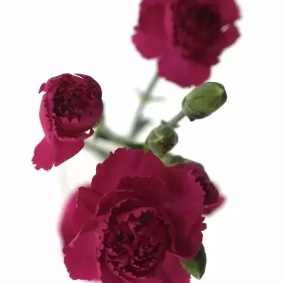 DIANTHUS TR PIGEON