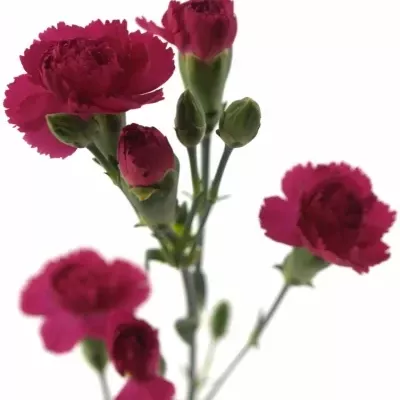 DIANTHUS TR PIGEON