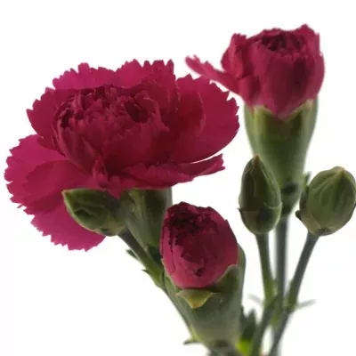 DIANTHUS TR PIGEON