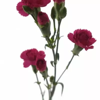 DIANTHUS TR PIGEON