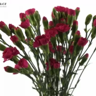 DIANTHUS TR PIGEON