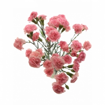 DIANTHUS TR PINK AMELIE