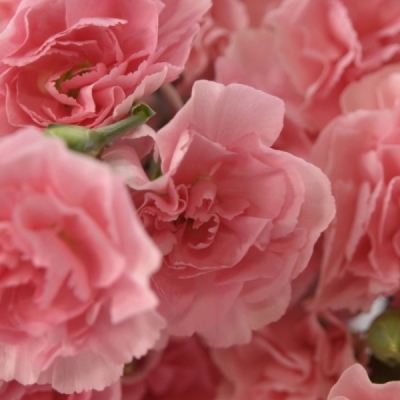 DIANTHUS TR PINK AMELIE