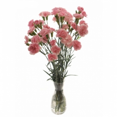 DIANTHUS TR PINK AMELIE