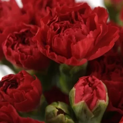 DIANTHUS TR RED KISS