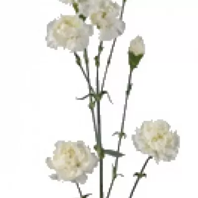 DIANTHUS TR ROCIO 50cm/5+