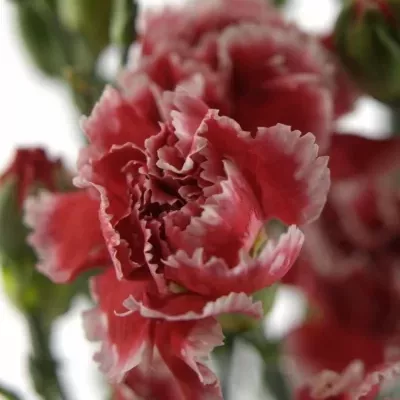 DIANTHUS TR SCARLET QUEEN