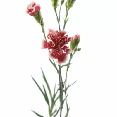 DIANTHUS TR SCARLET QUEEN