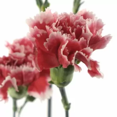 DIANTHUS TR SCARLET QUEEN