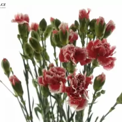 DIANTHUS TR SCARLET QUEEN