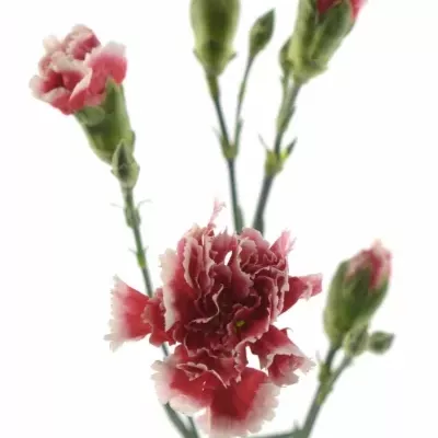 DIANTHUS TR SCARLET QUEEN